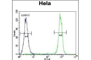 CPB1 Antibody (N-term) (ABIN655962 and ABIN2845347) flow cytometric analysis of Hela cells (right histogram) compared to a negative control cell (left histogram). (CPB1 anticorps  (N-Term))