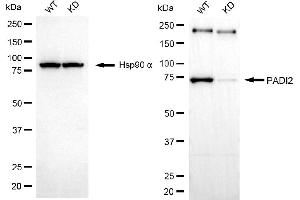 Western blotting analysis using PADI2 antibody (ABIN7799756).