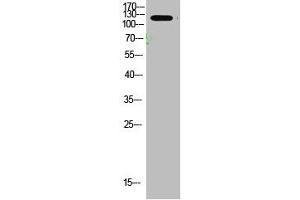 Western Blot analysis of mouse-brain cells using primary antibody diluted at 1:1000(4 °C overnight).
