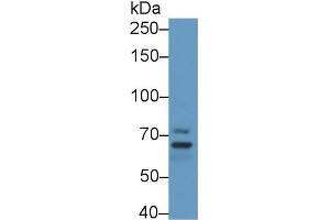 Western Blot; Sample: Mouse Cerebrum lysate; Primary Ab: 1µg/ml Rabbit Anti-Human MPP5 Antibody Second Ab: 0. (MPP5 anticorps  (AA 455-675))