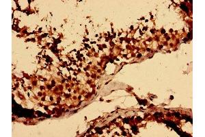 Immunohistochemistry analysis of human testis tissue using ABIN7158630 at dilution of 1:100