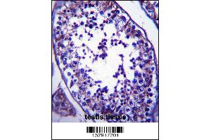 SLC27A3 Antibody immunohistochemistry analysis in formalin fixed and paraffin embedded human testis tissue followed by peroxidase conjugation of the secondary antibody and DAB staining. (SLC27A3 anticorps  (N-Term))