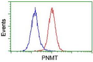 Image no. 2 for anti-Phenylethanolamine N-Methyltransferase (PNMT) antibody (ABIN1500312) (PNMT anticorps)
