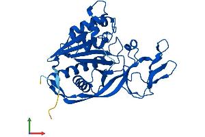 AlphaFold protein structure predicition of Human Recombinant ASPA Protein, UniprotID P45381