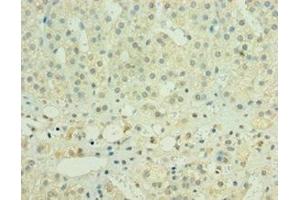 Immunohistochemistry of paraffin-embedded human adrenal gland tissue using ABIN7155978 at dilution of 1:100