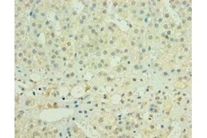 Immunohistochemistry of paraffin-embedded human adrenal gland tissue using ABIN7155978 at dilution of 1:100 (HYLS1 anticorps  (AA 70-299))