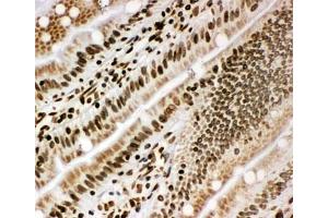 IHC-F testing of rat intestine tissue