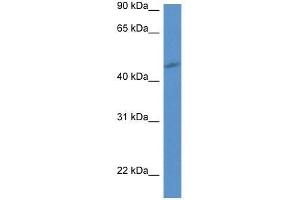 Western Blot showing P2ry1 antibody used at a concentration of 1.