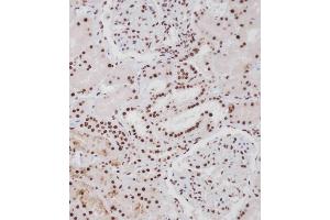 Immunohistochemical analysis of A on paraffin-embedded Human kidney tissue.