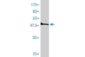 Western Blot detection against Immunogen (60.