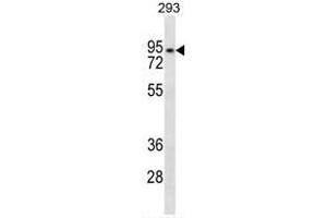 ANKRD6 Antibody (Center) western blot analysis in 293 cell line lysates (35µg/lane).
