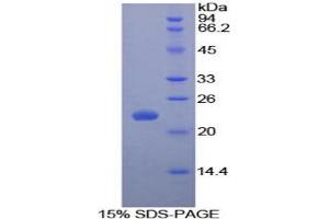 SDS-PAGE analysis of Dog IL1RA Protein.