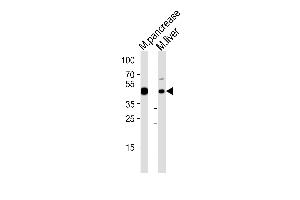 Western blot analysis of lysates from mouse pancrease and mouse liver tissue lysate (from left to right), using Mouse T Antibody (C-term) (ABIN6244329 and ABIN6577537). (T Antigen (AA 408-442) anticorps)