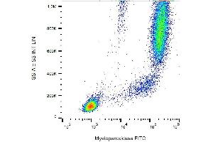 Intracellular staining of human peripheral blood with anti-myeloperoxidase (MPO421-8B2) FITC.