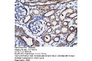 Human kidney (FHL1 anticorps  (C-Term))