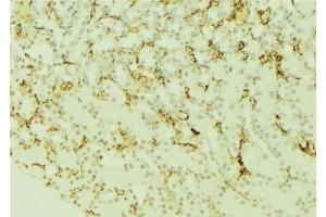 ABIN6277370 at 1/100 staining Mouse kidney tissue by IHC-P. (CXCR3 anticorps  (Internal Region))