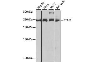 Western blot analysis of extracts of various cell lines, using BTAF1 antibody (ABIN2561475) at 1:1000 dilution. (BTAF1 anticorps)