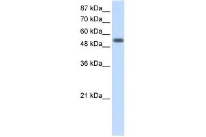 YARS antibody used at 2. (YARS anticorps  (C-Term))