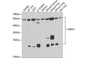 Western blot analysis of extracts of various cell lines using UBE2H Polyclonal Antibody at dilution of 1:1000.