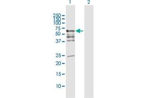Western Blot analysis of PDZD3 expression in transfected 293T cell line by PDZD3 MaxPab polyclonal antibody.