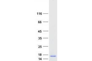 Validation with Western Blot