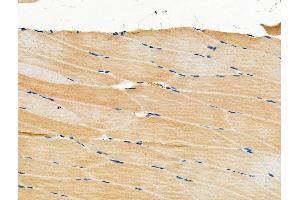 ABIN6263703 and ABIN6276760 at 1/100 staining Mouse muscle tissue by IHC-P.