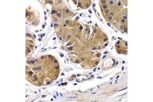 Immunohistochemistry of paraffin-embedded human stomach using PTGIR antibody. (Prostacyclin Receptor anticorps)