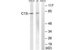 Western Blotting (WB) image for anti-Complement Component 1, S Subcomponent (C1S) (AA 541-590) antibody (ABIN2890233) (C1S anticorps  (AA 541-590))