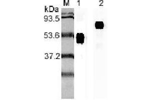 Western blot analysis using anti-IL-23p19 (human), mAb (I 178G)  at 1:2'000 dilution.