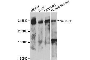 Western blot analysis of extracts of various cell lines, using NOTCH1 antibody. (Notch1 anticorps)