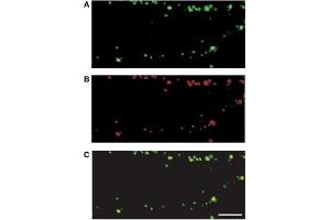 Dual labelling of hippocampal dendrites before (A, green) and following (B, red) the high K+ treatment in the presence of an NMDAR antagonist (5 μM L-689,560).