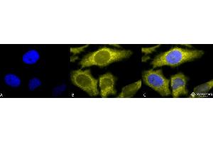 Immunocytochemistry/Immunofluorescence analysis using Rat Anti-TCP1-alpha Monoclonal Antibody, Clone 91a . (TCP1 alpha/CCTA anticorps  (C-Term) (APC))