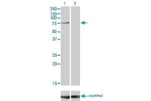 Western blot analysis of PRKCI over-expressed 293 cell line, cotransfected with PRKCI Validated Chimera RNAi (Lane 2) or non-transfected control (Lane 1). (PKC iota anticorps  (AA 1-587))