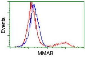 HEK293T cells transfected with either RC204290 overexpress plasmid (Red) or empty vector control plasmid (Blue) were immunostained by anti-MMAB antibody (ABIN2454035), and then analyzed by flow cytometry. (MMAB anticorps)