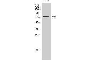 Western Blotting (WB) image for anti-Aprataxin and PNKP Like Factor (APLF) (Tyr861) antibody (ABIN3183317) (APLF anticorps  (Tyr861))
