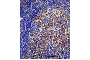 CHRNA10 Antibody (Center) (ABIN656120 and ABIN2845459) immunohistochemistry analysis in formalin fixed and paraffin embedded human tonsil tissue followed by peroxidase conjugation of the secondary antibody and DAB staining. (CHRNA10 anticorps  (AA 179-206))