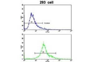 anti-Elastin Microfibril Interfacer 1 (EMILIN1) antibody