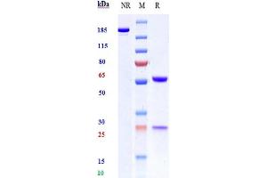 Anti-Hepcidin / HAMP Reference Antibody (LY2787106) on SDS-PAGE under reducing (R) condition.