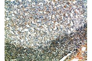 Immunohistochemical analysis of paraffin-embedded human-tonsil, antibody was diluted at 1:200