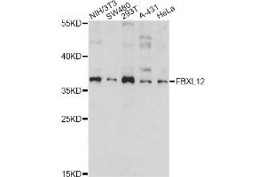 Western blot analysis of extracts of various cell lines, using FBXL12 antibody (ABIN6292081) at 1:1000 dilution. (FBXL12 anticorps)