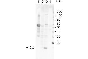 Western Blotting (WB) image for anti-Rpa12p (RPA12) antibody (ABIN190724) (Rpa12p (RPA12) anticorps)