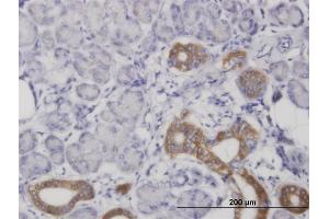 Immunoperoxidase of monoclonal antibody to COX4I1 on formalin-fixed paraffin-embedded human salivary gland. (COX IV anticorps  (AA 1-169))