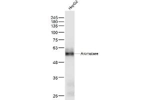 HepG2 lysates probed with Aromatase Polyclonal Antibody, Unconjugated  at 1:300 dilution and 4˚C overnight incubation. (Aromatase anticorps  (AA 51-150))