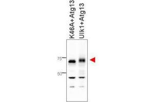 Western blot using  affinity purified anti-ATG13 antibody shows detection of ATG13 in 293T cells engineered to coexpress Ulk1 and Atg13 (Ulk1 + Atg13), right lane, but not in the left lane in which was loaded kinase-dead hypophosphorylated Ulk1-K46A mutant + ATG13. (ATG13 anticorps  (Internal Region))
