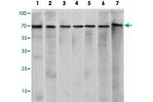 Western blot analysis using CHD3 monoclonal antibody, clone 2G4  against HeLa (1), K-562 (2), Jurkat (3), NTERA-2 (4), HEK293 (5), Raji (6) cell lysate and mouse brain (7) tissue lysate. (CHD3 anticorps)
