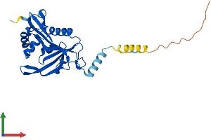 AlphaFold protein structure predicition of Human Recombinant NAA60 Protein, UniprotID Q9H7X0