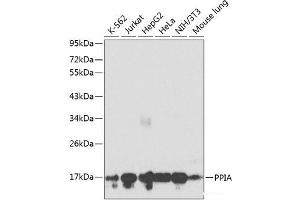 Western blot analysis of extracts of various cell lines using PPIA Polyclonal Antibody at dilution of 1:1000. (PPIA anticorps)