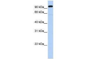 WB Suggested Anti-ZNF175 Antibody Titration:  0. (ZNF175 anticorps  (N-Term))