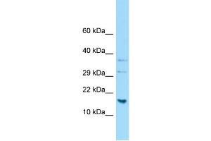 WB Suggested Anti-H2AFJ Antibody Titration: 1.