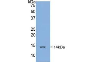 Western blot analysis of recombinant Human FAM19A3. (FAM19A3 anticorps  (AA 44-130))